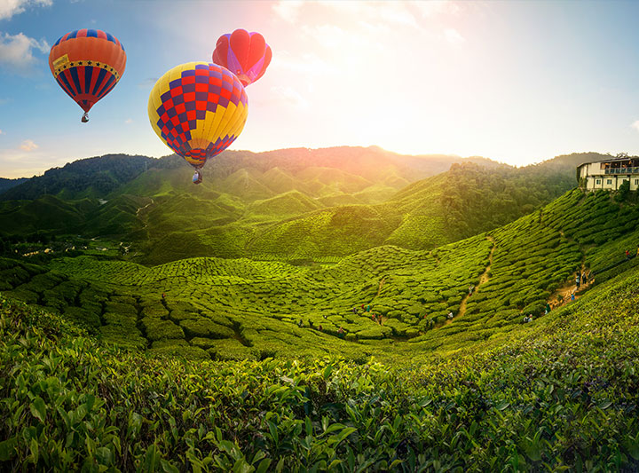 在金馬崙高原，馬來西亞，有熱氣球在茶園上空
